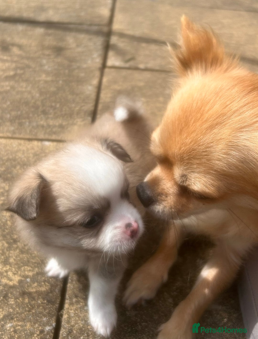 Pomchi dogs for sale: Perfect Pomchi Puppies - Image 4