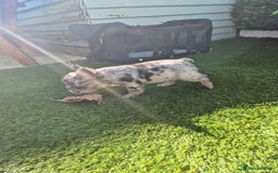 French Bulldog dogs for sale: Fluffy french bulldogs +c2  - Image 29