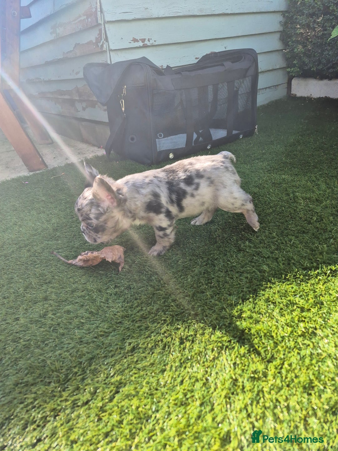 French Bulldog dogs for sale: Fluffy french bulldogs +c2  - Image 29