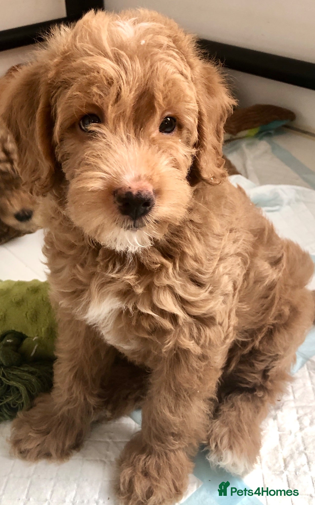 Labradoodle dogs keiras red fox miniature labradoodles  - Advert 2