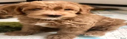 Labradoodle dogs for sale: keiras red fox miniature labradoodles  - Advert 8