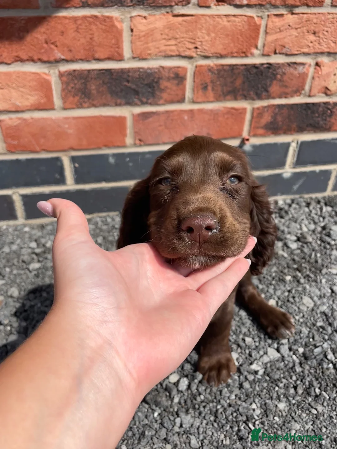 Cockapoo dogs for sale: 2 beautiful cockapoo puppies - Advert 2