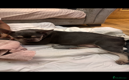 French Bulldog dogs for sale: French bulldog, Floodles, Furnishings  - Image 15