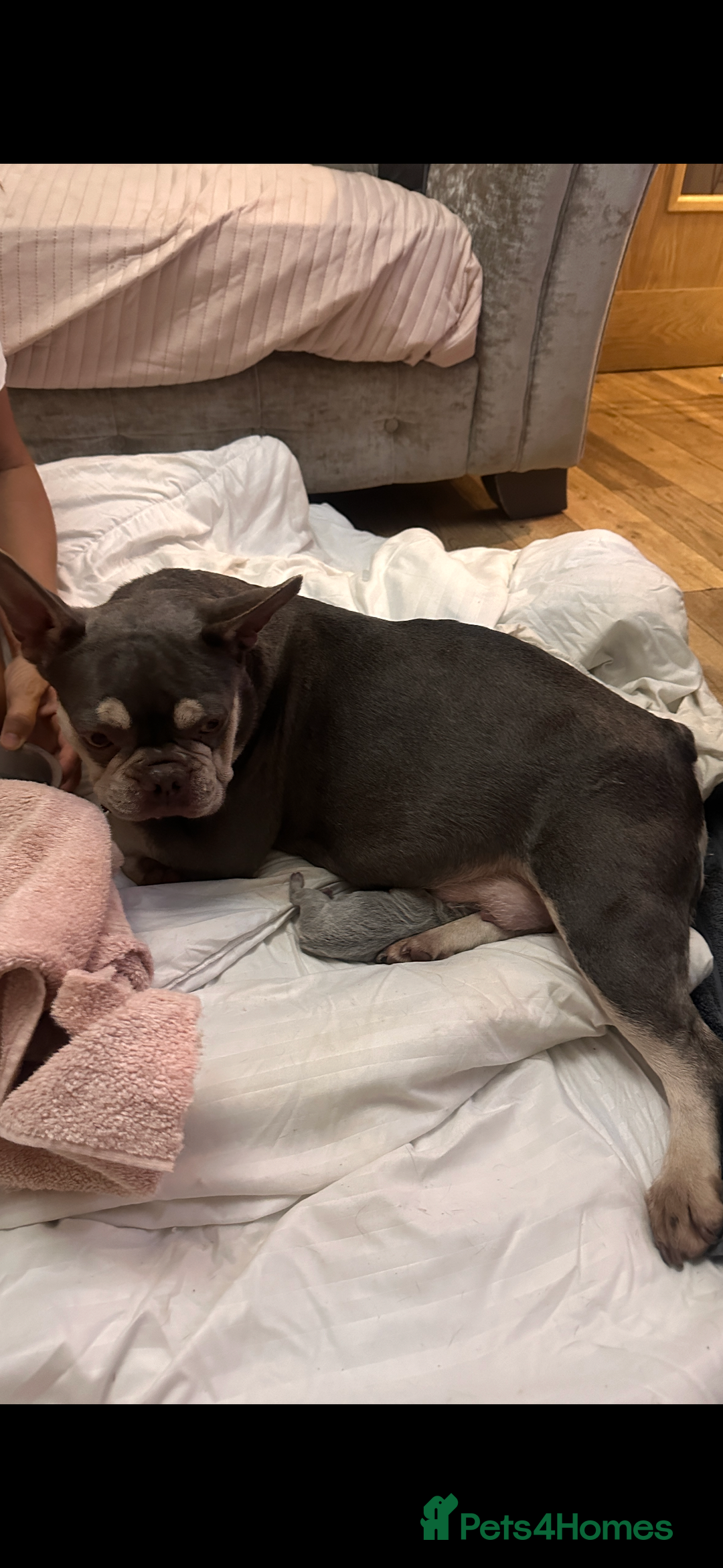French Bulldog dogs for sale: French bulldog, Floodles, Furnishings  - Image 15