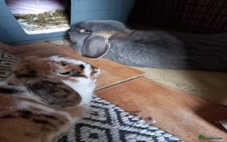 French Lop rabbits for sale: Bonded Pair, Blue French Lop and Holland Mini Lop - Advert 3