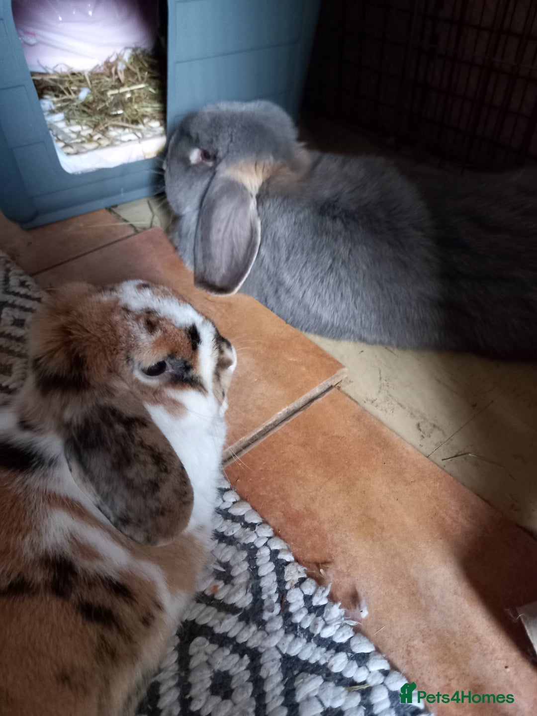 French Lop rabbits for sale: Bonded Pair, Blue French Lop and Holland Mini Lop - Advert 3