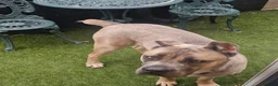 Cane Corso dogs for sale: Beautiful female Cane Corso in Whitby - Advert 3