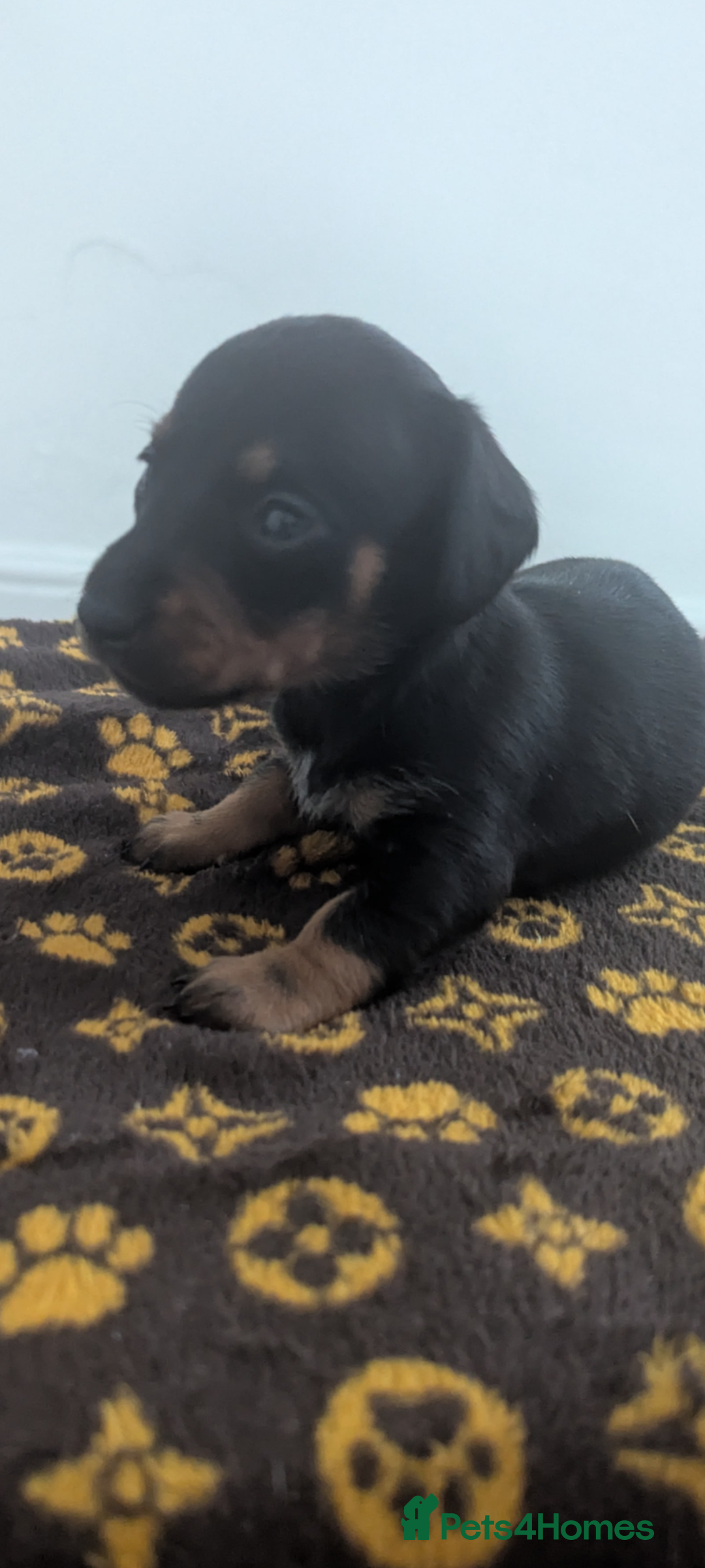 Miniature Dachshund dogs for sale:  Beautiful Miniature dashound puppies  - Image 9