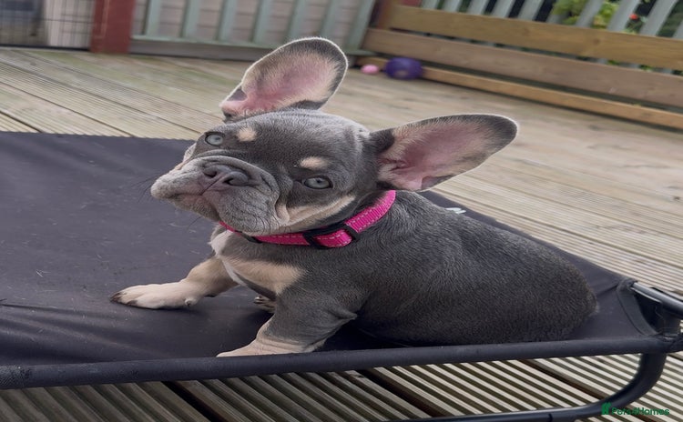 French Bulldog dogs - Advert 3