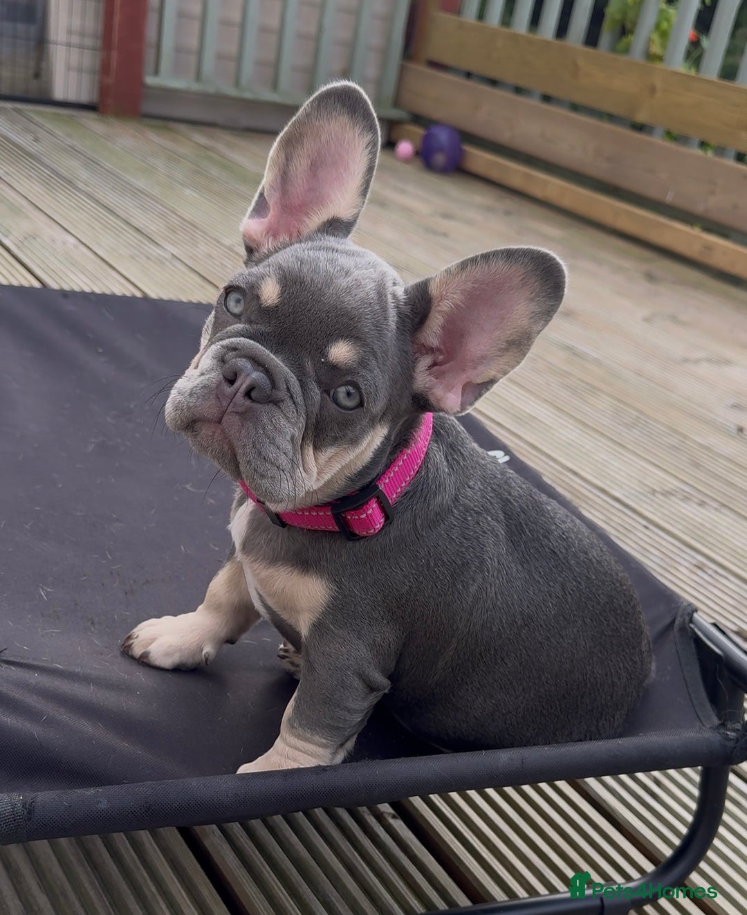 French Bulldog dogs for sale: French bulldog gorgeous girl - Image 1