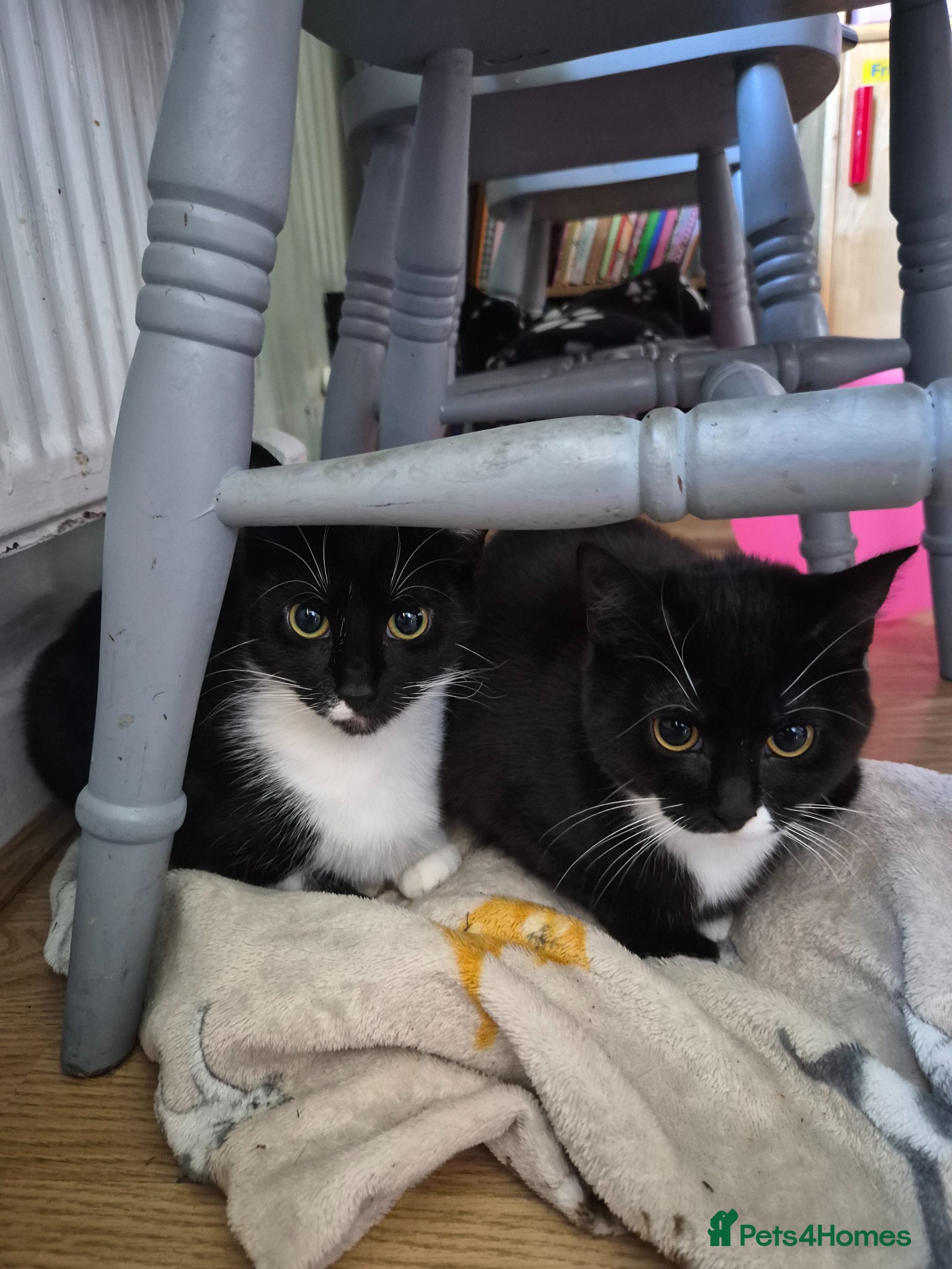 British Shorthair cats 3 cats - Advert 2