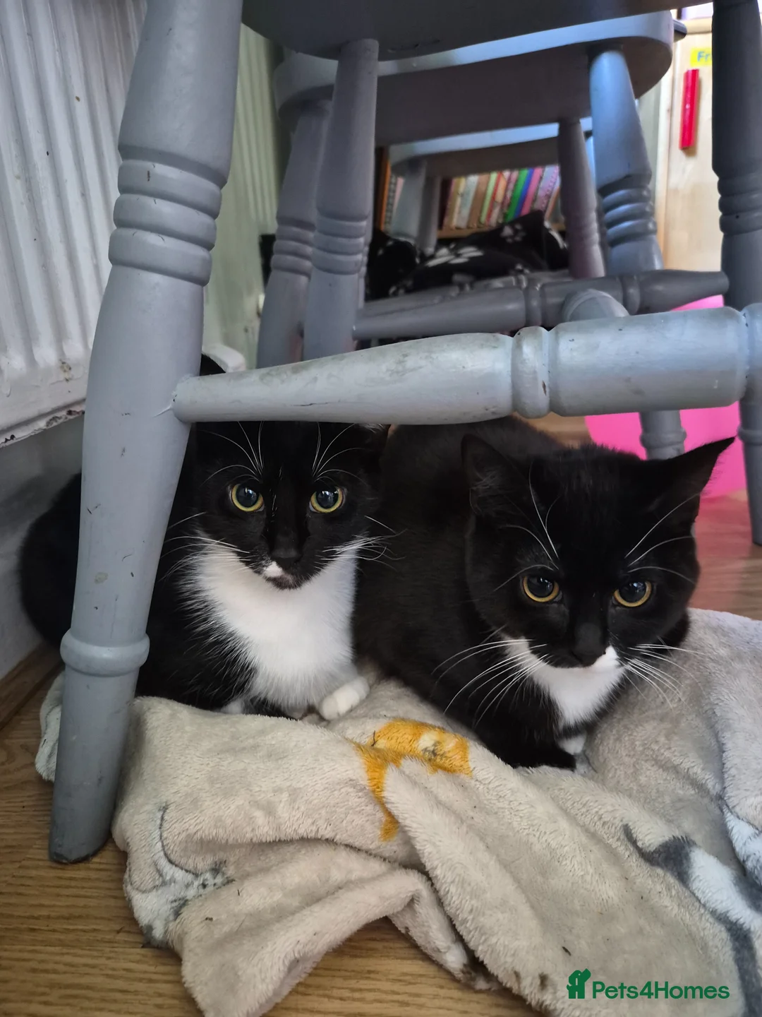 British Shorthair cats for sale: 3 cats 2 aged 15 months and 1 aged 8 months - Advert 1