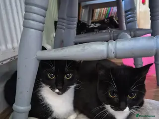 British Shorthair cats 3 cats - Advert 2