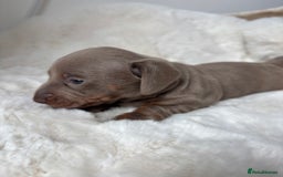 Miniature Dachshund dogs for sale: Miniature Dachshund Puppies  - Image 16