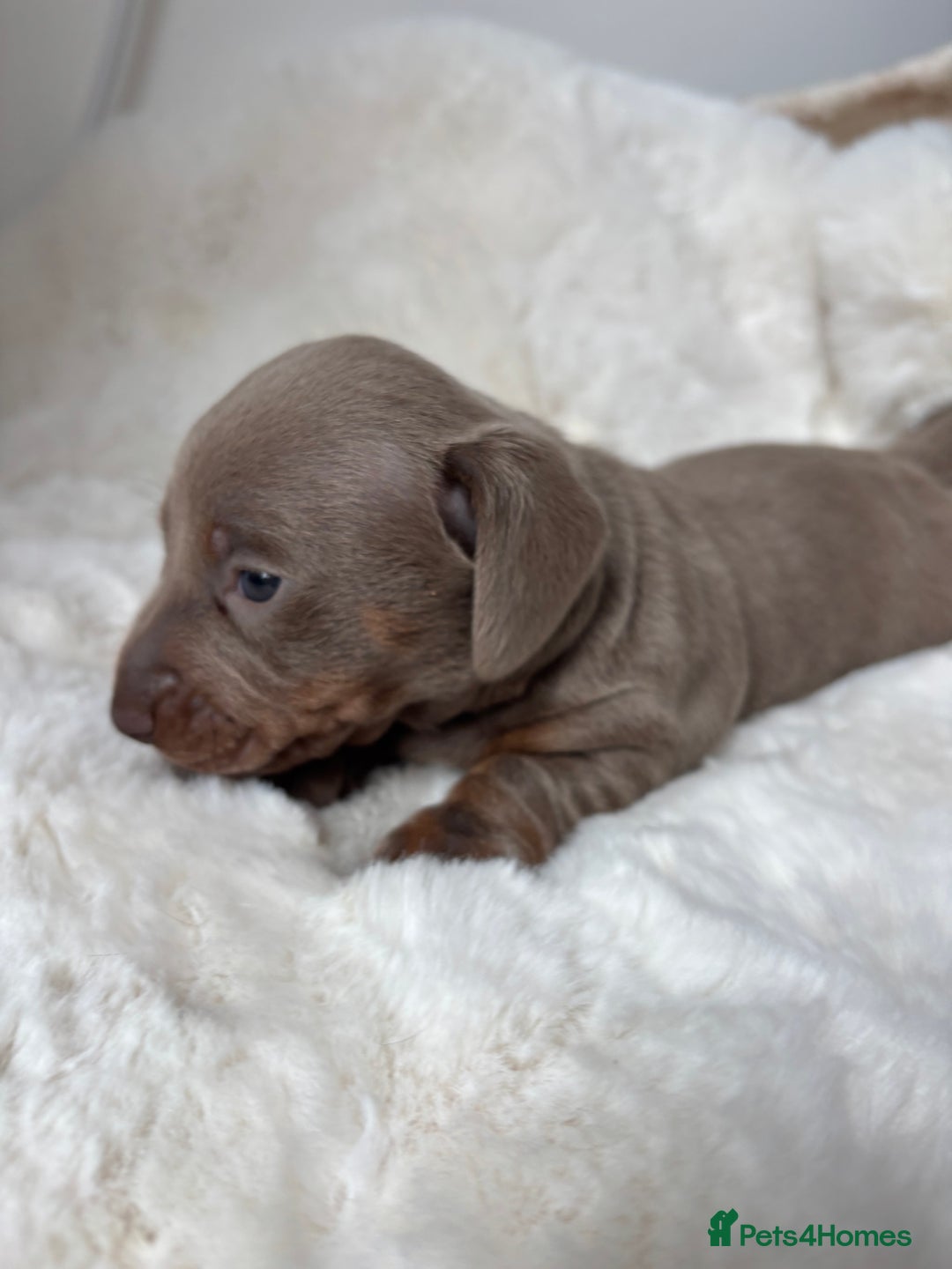 Miniature Dachshund dogs for sale: Miniature Dachshund Puppies  - Image 16