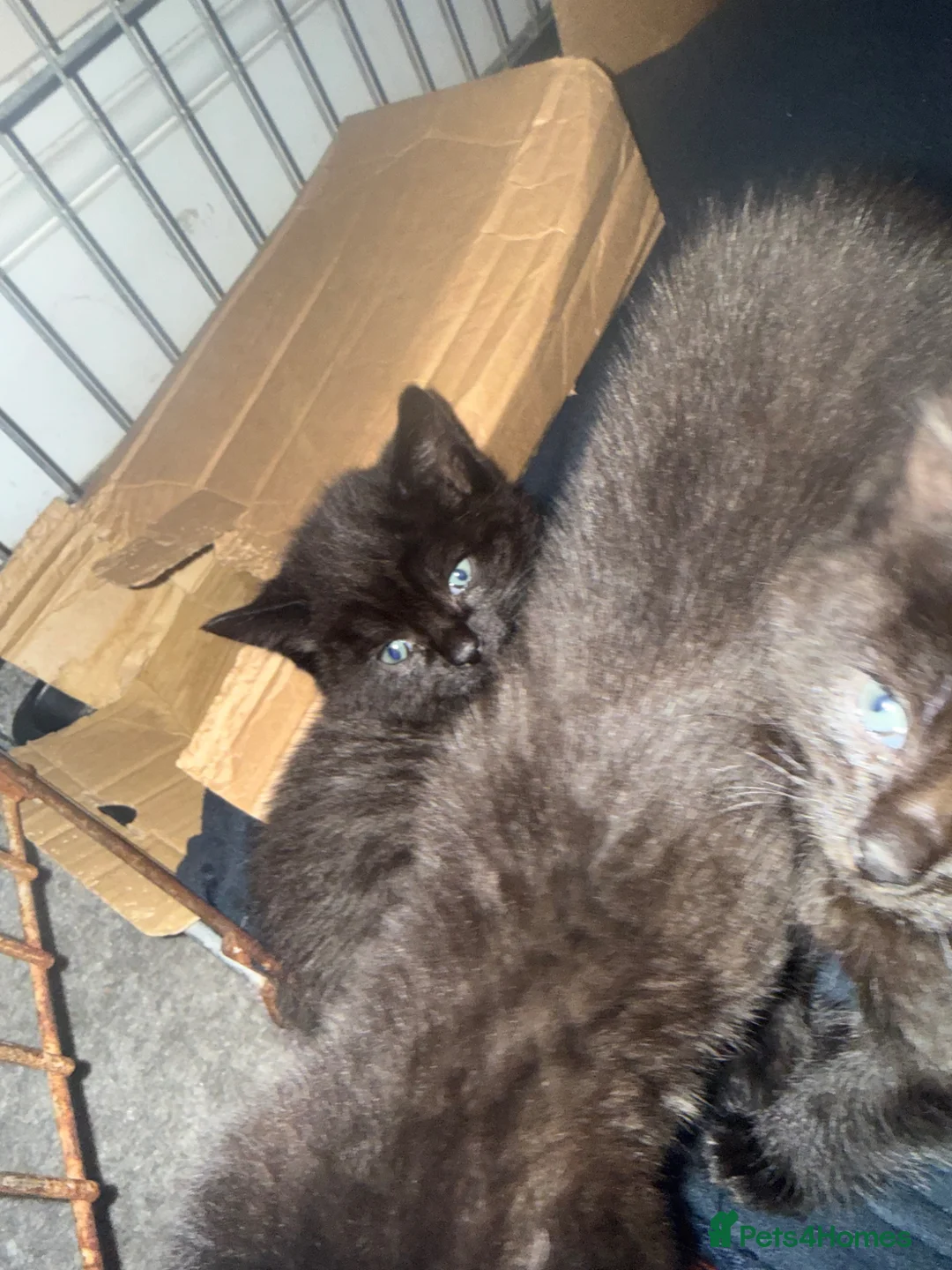 Mixed Breed cats for sale: Mixed Breed Female Kittens  in Bridgwater - Advert 10