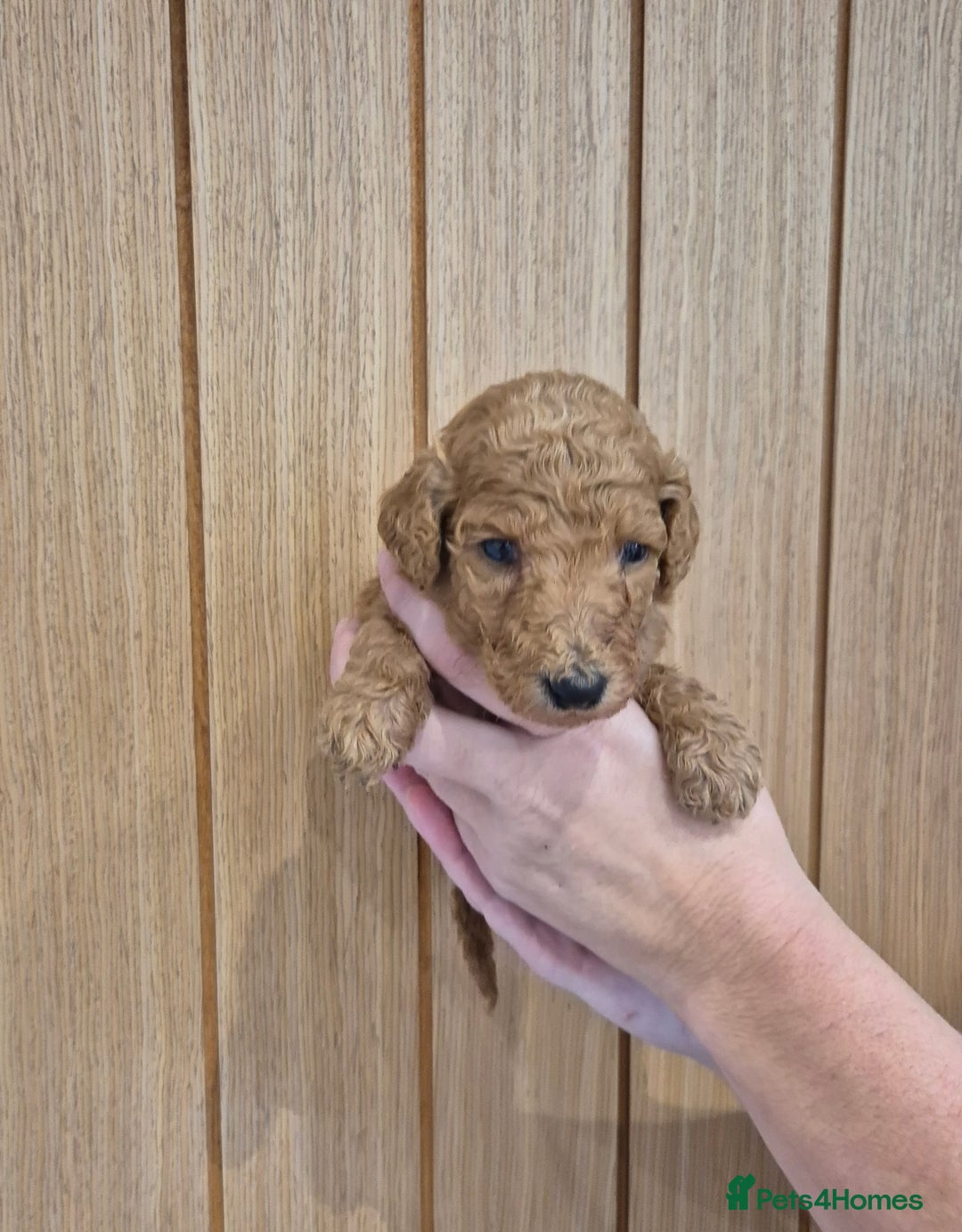 Standard Poodle dogs for sale: KC Registered Standard Poodles - Advert 6