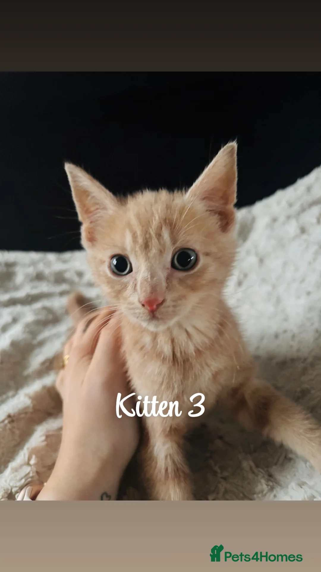 Domestic Shorthair cats for sale: Ginger kittens - Advert 13