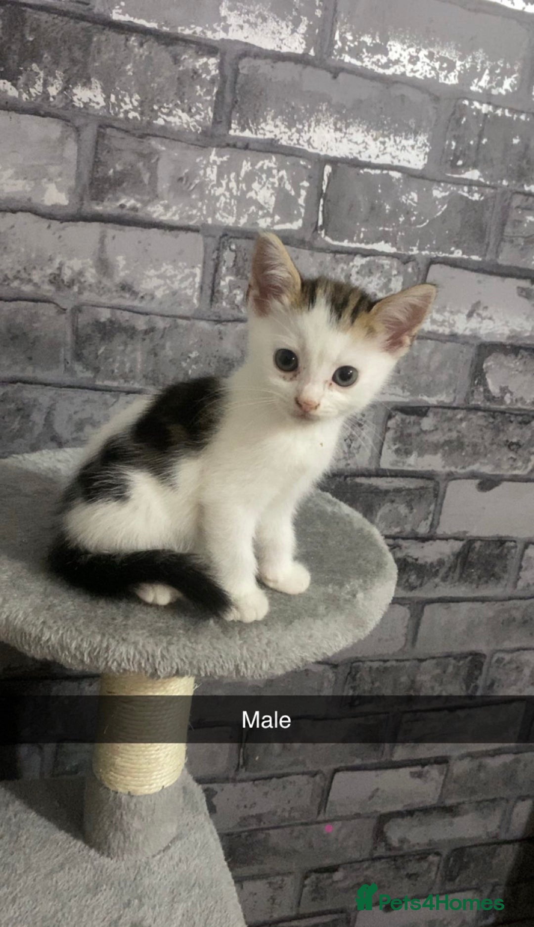 Mixed Breed cats for sale: 7 beautiful 8 week kittens  - Image 6