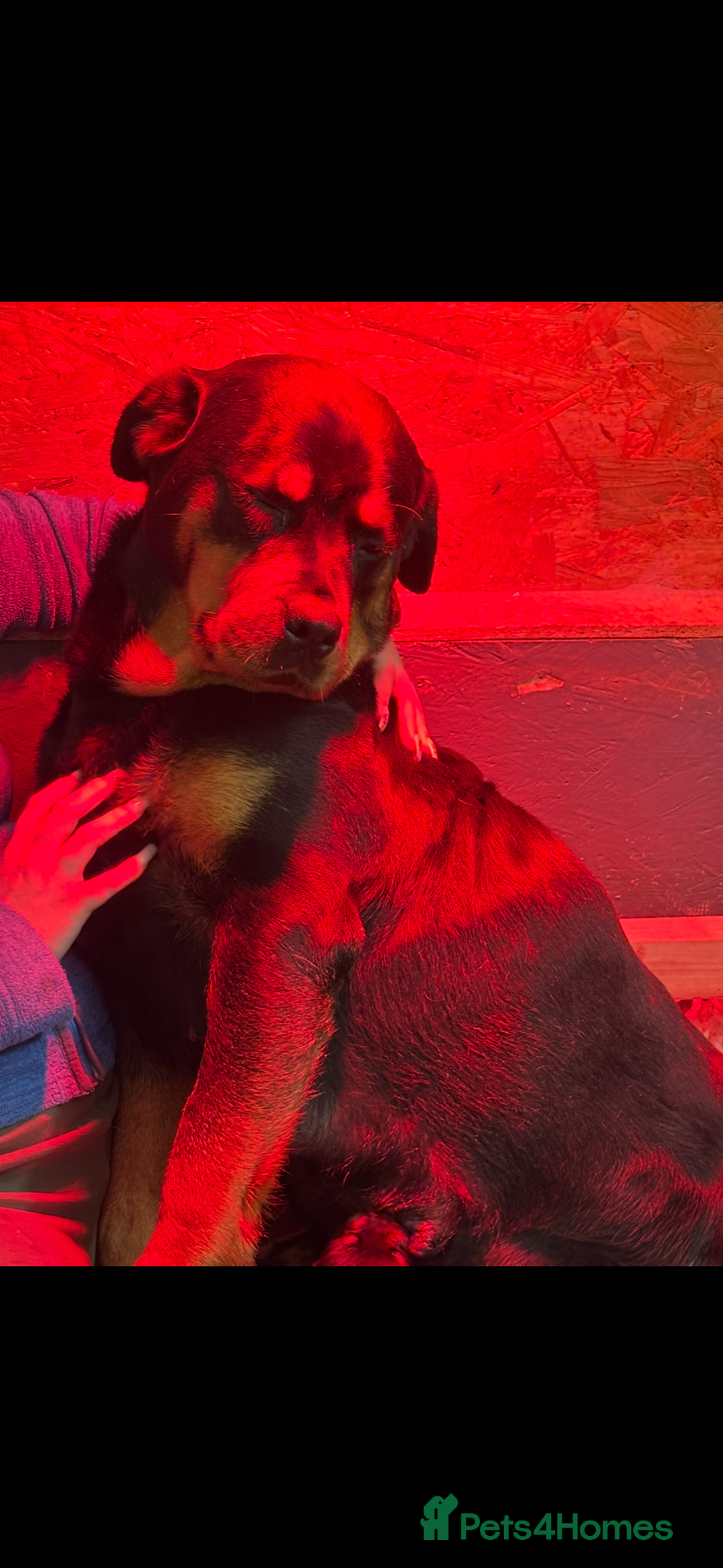 Rottweiler dogs for sale: Stunning Rottweiler Puppies  - Advert 19