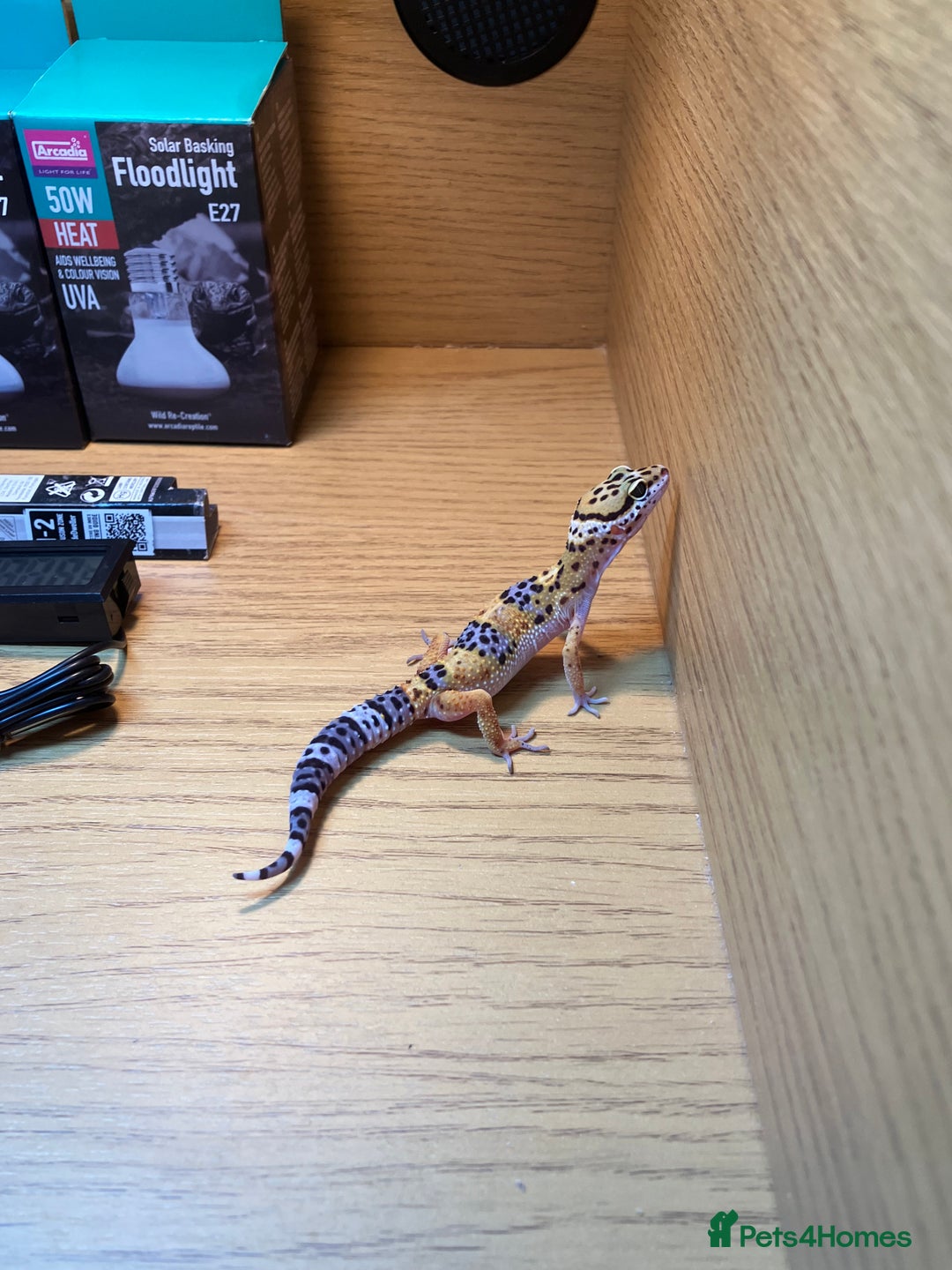 Leopard Gecko reptiles for sale: Leopard Gecko + Vivarium Setup Kit - Image 6