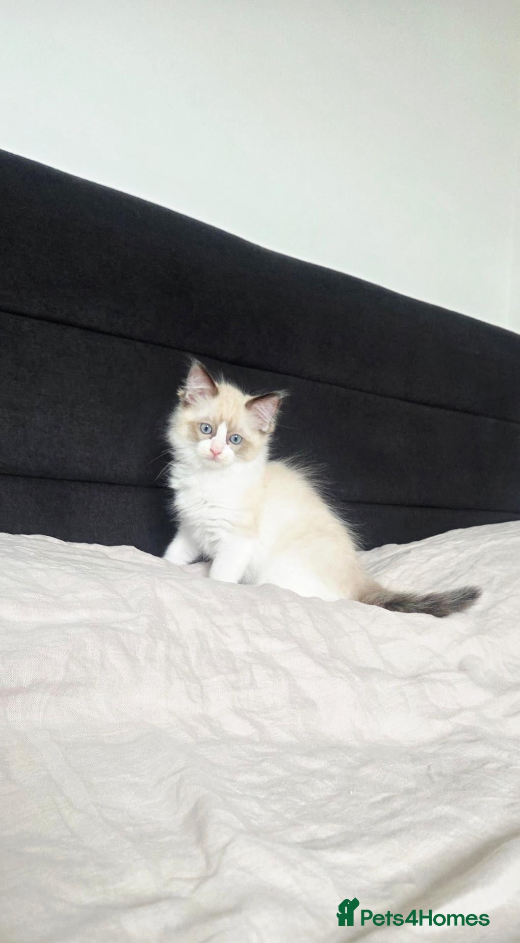 Ragdoll cats 🐾 Gorgeous Ragdoll Kittens 🐾 - Advert 9