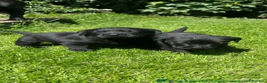 Labrador Retriever Puppy 3