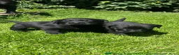 Labrador Retriever dogs for sale: RKC Black Labrador Puppies for Sale - Advert 26