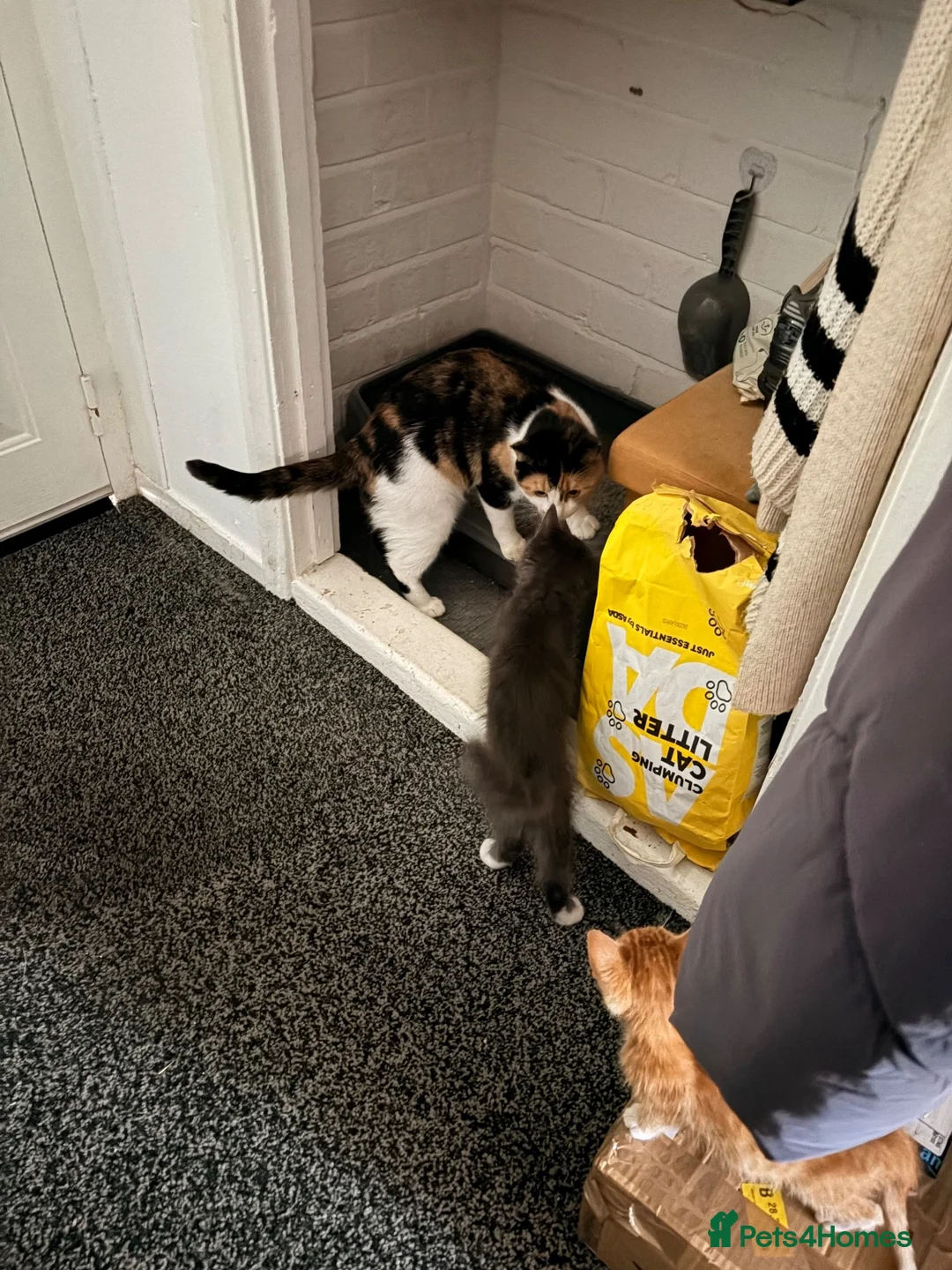 Mixed Breed cats for sale: Beautiful male kitten - Advert 2