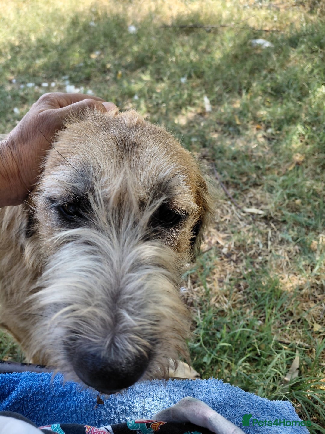 Mixed Breed dogs for adoption: TINA, a Lovely Puppy Girl - for a Loving Home - Image 19