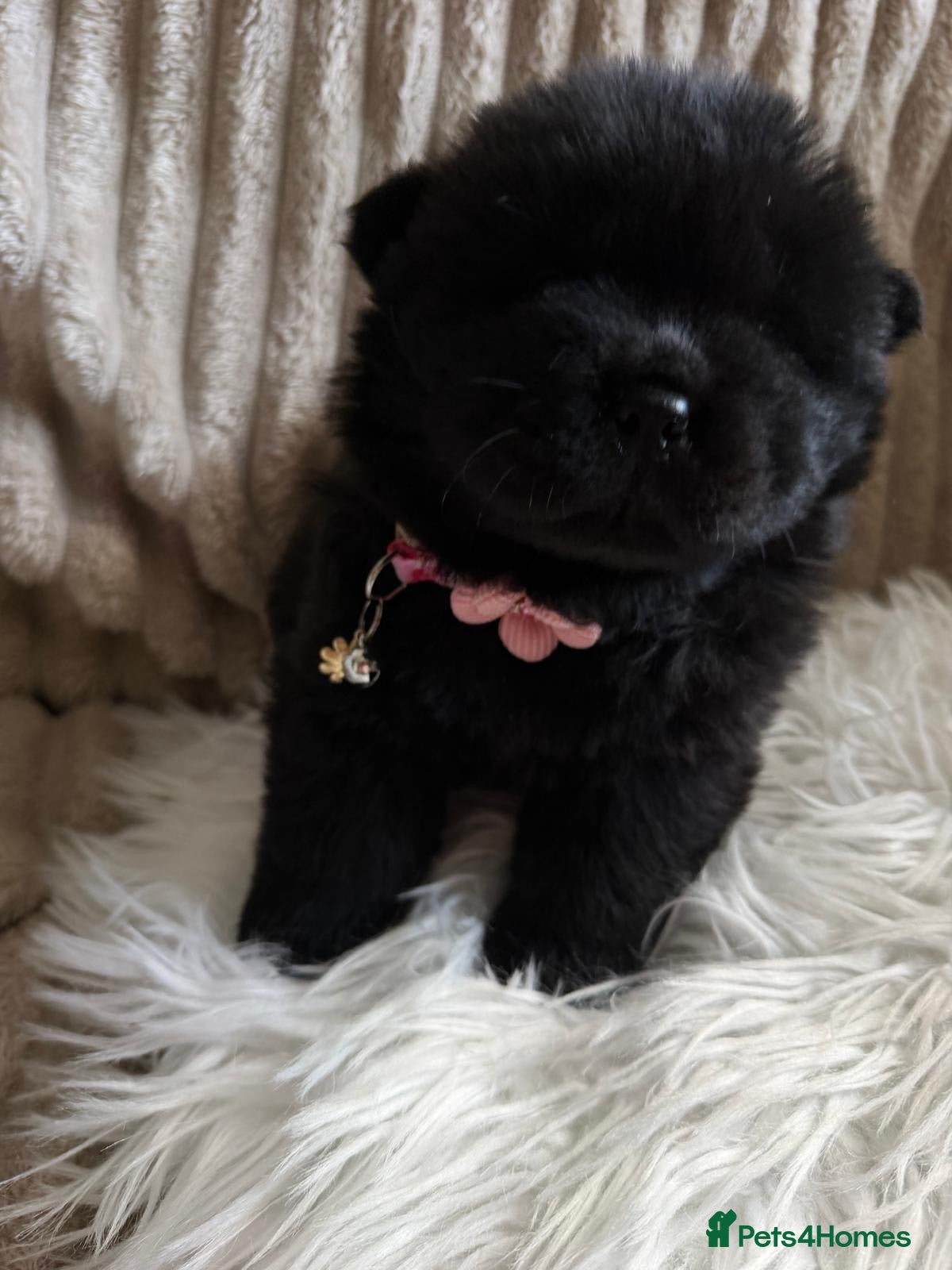 Chow Chow dogs 🧬 KC pure pedigree champion pups 🐻  - Advert 2