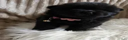 Chow Chow dogs for sale: 🧬 KC pure pedigree champion pups 🐻  - Advert 6