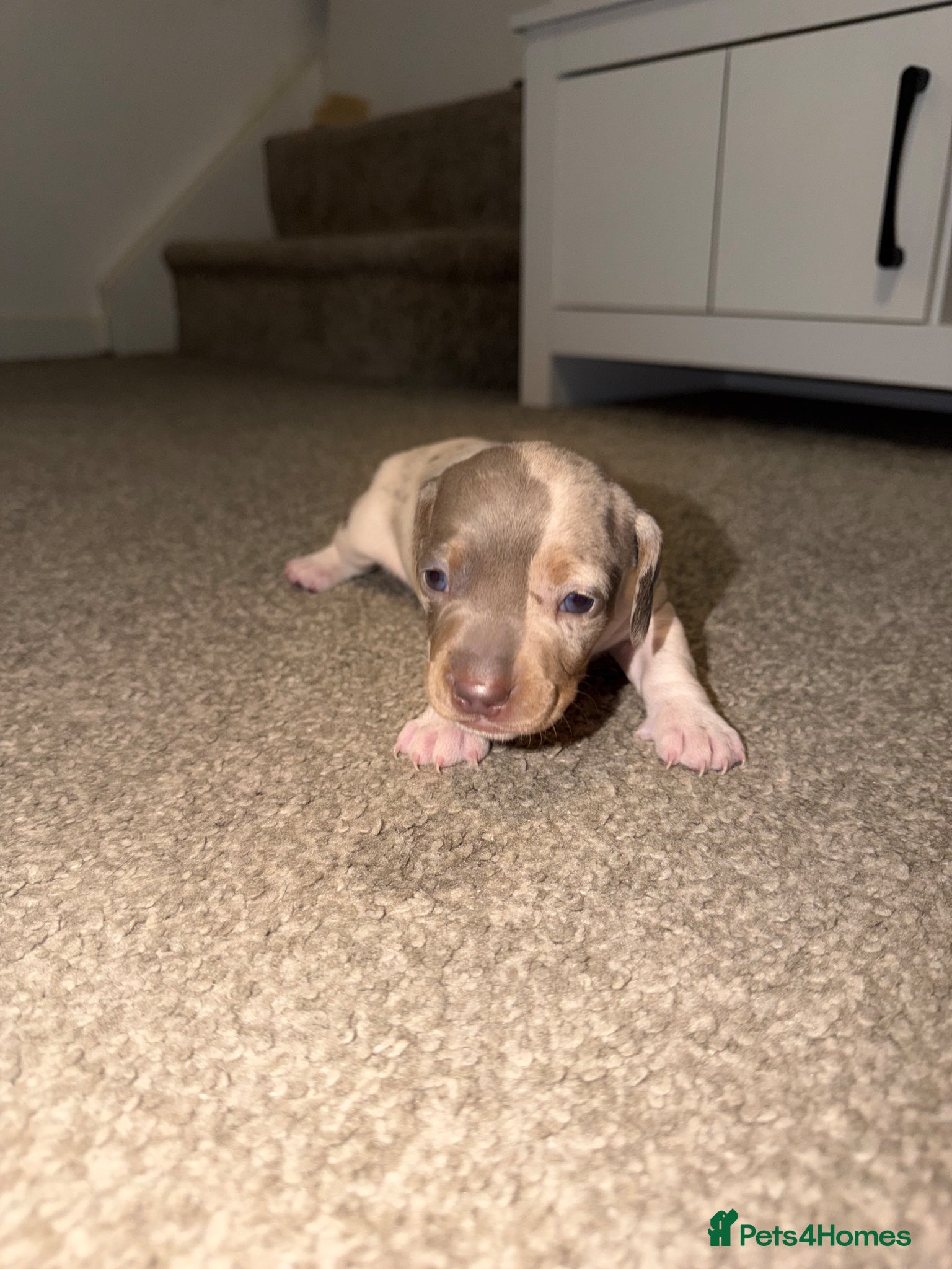 Dachshund dogs ✨🐾 Dachshund Puppies 🐾✨ - Advert 9