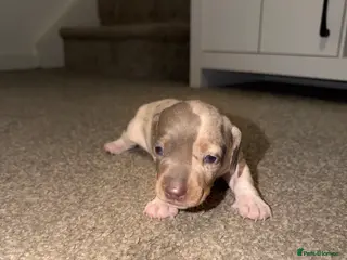 Dachshund dogs ✨🐾 Dachshund Puppies 🐾✨ - Advert 9