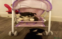 Mixed Breed dogs for sale: Jack Russell Pups in Braintree - Image 8