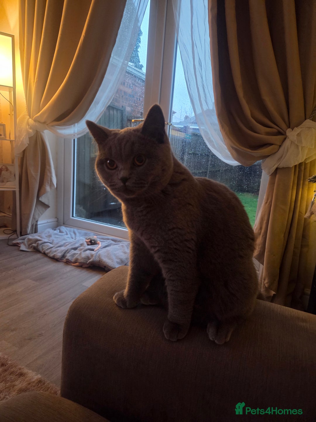 British Shorthair cats for sale: Blue british short hair  - Advert 1