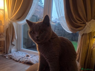 British Shorthair cats Blue british short hair - Advert 2