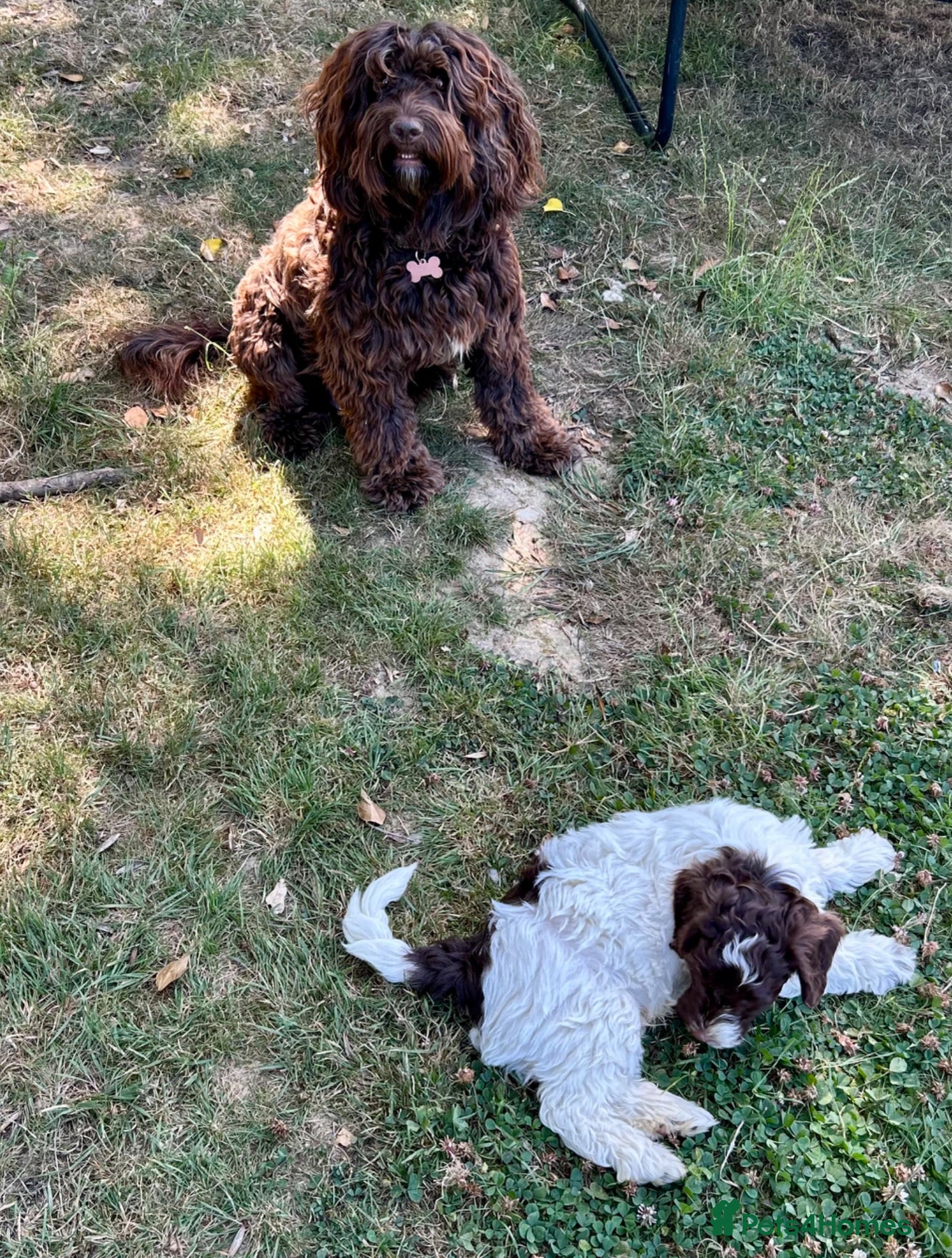 Mixed Breed dogs Ready to go...cockapoo x Sproodle/double doodles  - Advert 2