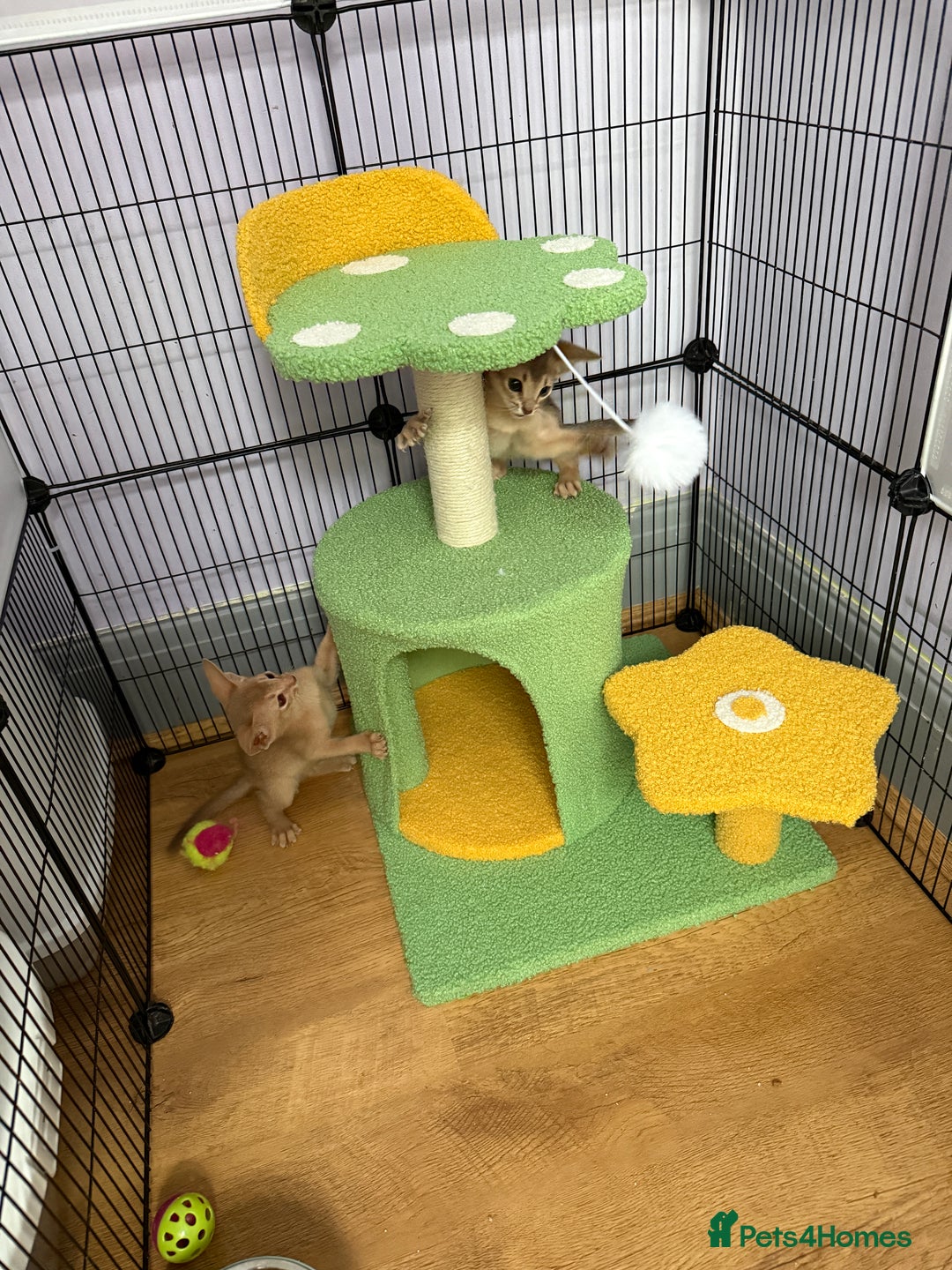 Abyssinian cats for sale: We are looking for a home in London - Image 5