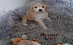 Cockapoo dogs for sale: ⭐️VERY RARE TOY Cockapoo Puppies⭐️🐶 - Image 38