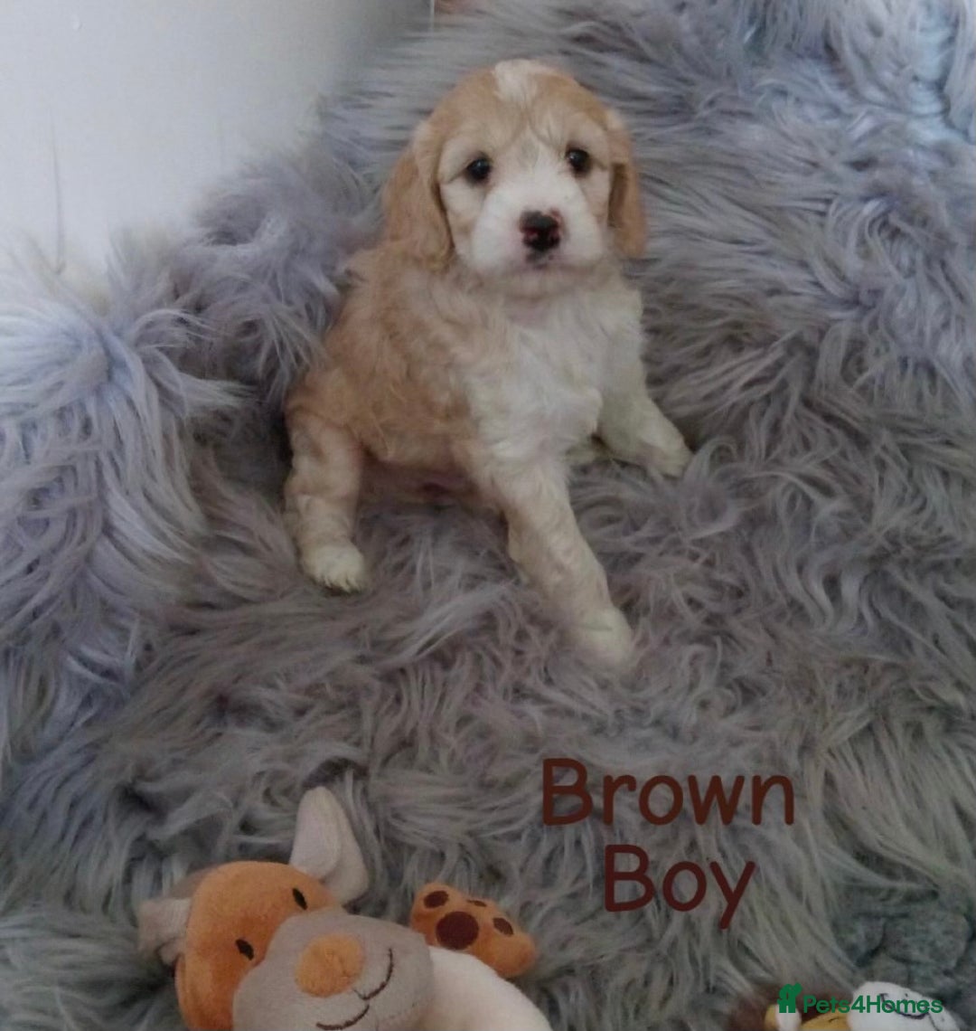 Cockapoo dogs for sale: ⭐️VERY RARE TOY Cockapoo Puppies⭐️🐶 - Image 38