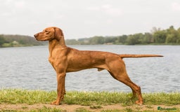 Hungarian Vizsla dogs for sale: Gamekeeper bred KC registered Crufts progeny - Image 28