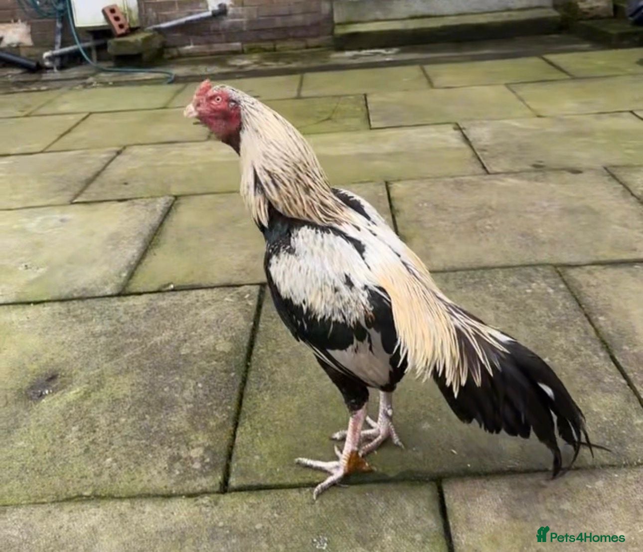 Chickens poultry 2 PURE PAKISTANI ASEEL MALES - Advert 18