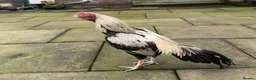 Chickens poultry for sale: 2 PURE PAKISTANI ASEEL MALES - Advert 1