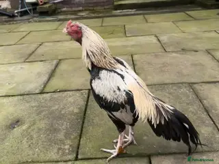 Chickens poultry 2 PURE PAKISTANI ASEEL MALES - Advert 18