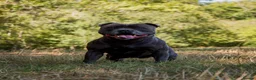 Staffordshire Bull Terrier dogs for sale: KC Brindle Staffordshire Bull Terrier Puppies - Advert 7