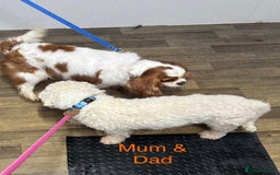Cavapoochon dogs for sale: ⭐️1 CAVAPOOCHON in Cheshire (KC DAD) ready now✅ - Image 9