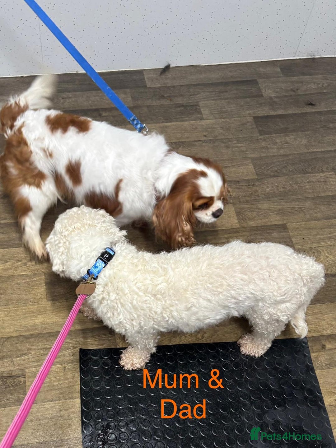 Cavapoochon dogs for sale: ⭐️1 CAVAPOOCHON in Cheshire (KC DAD) ready now✅ - Image 9