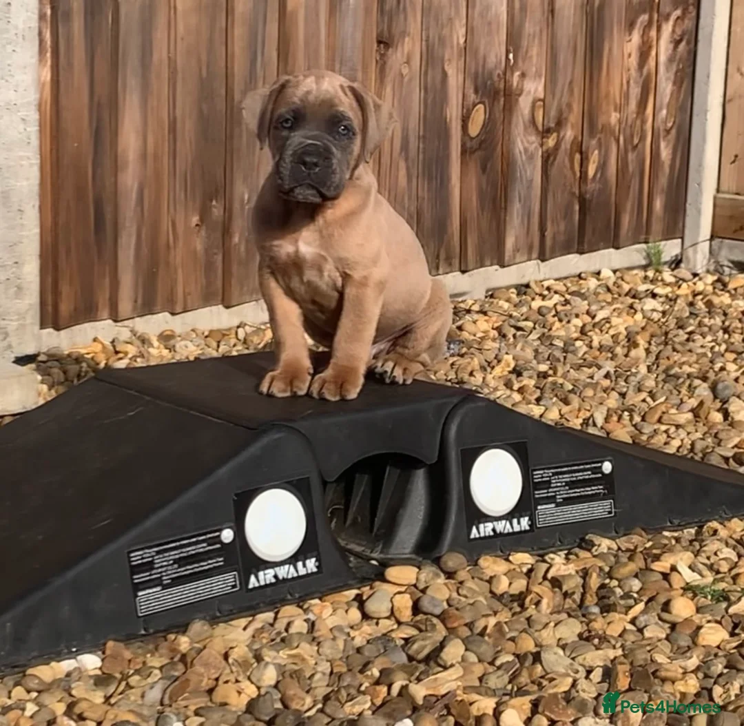 Cane Corso dogs for stud: Romanian Import KC Reg Cane Corso blue stud  - Advert 4