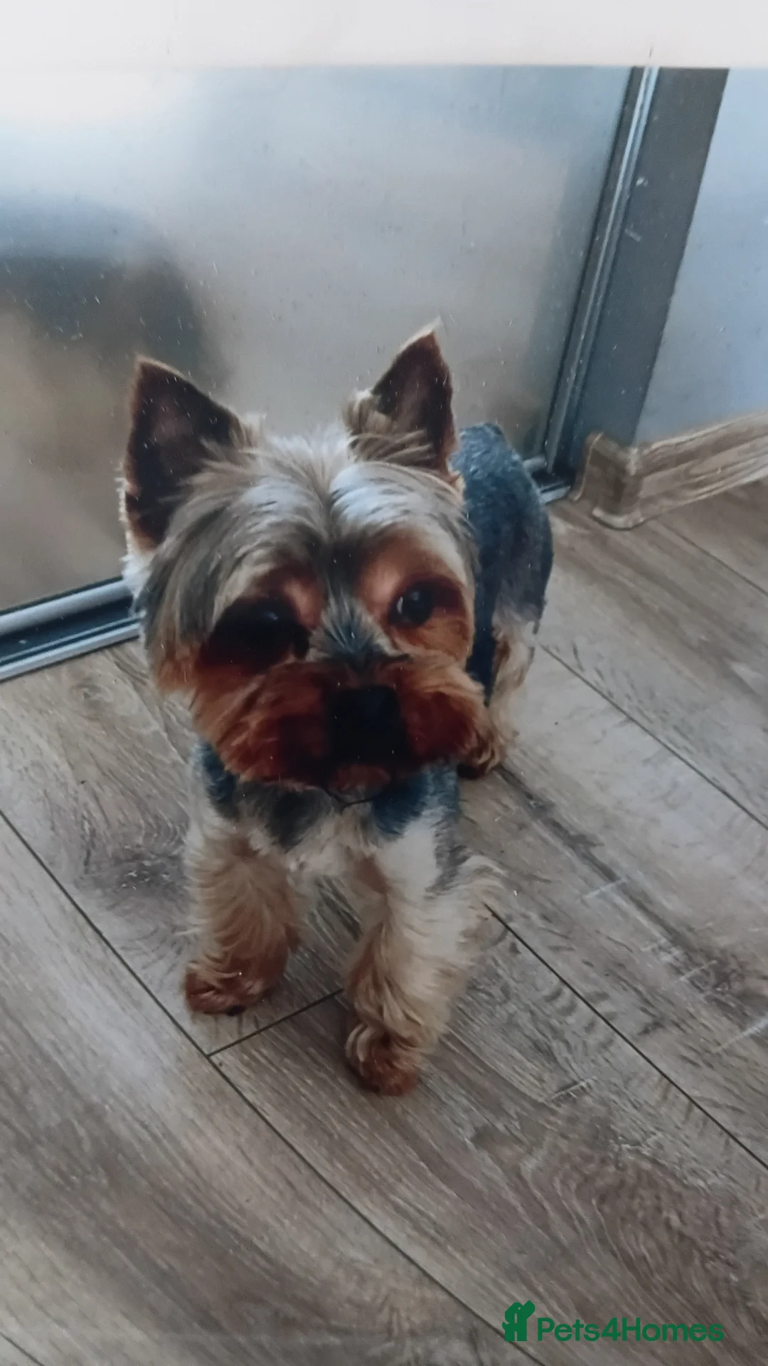Yorkshire Terrier dogs for sale: Yorkshire terrier puppies in Telford - Advert 2